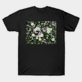 Daisy blooming Cherry blossom flower petals on the grass T-Shirt